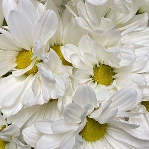 Meet your Posher, Wendilyn